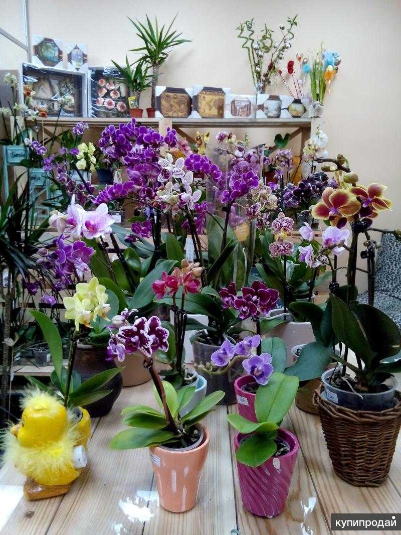 Где Купить Орхидеи В Спб