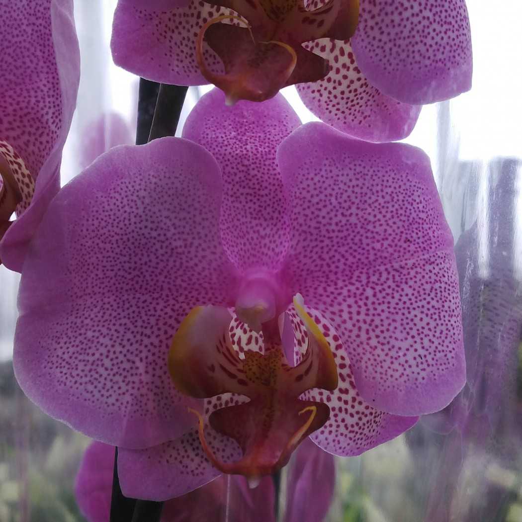 Орхидея Леко