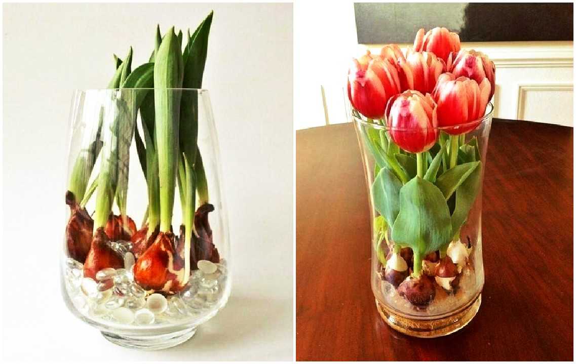 Можно ли вырастить тюльпаны в домашних условиях. Тюльпаны в вазе с луковицей. Тюльпаны в горшке. Тюльпаны в стеклянной вазе. Тюльпаны с клубнями в вазе.