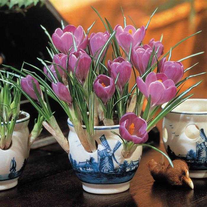 Цветок крокус — уход в домашних условиях: фото, посадка, уход