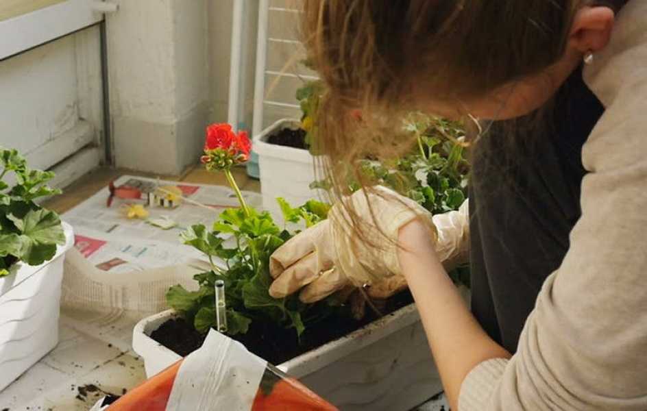 Чем подкормить герань для обильного цветения дома: лучшие удобрения в домашних условиях