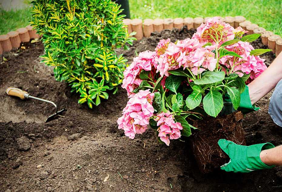 Гортензия садовая — посадка и уход в открытом грунте для новичков