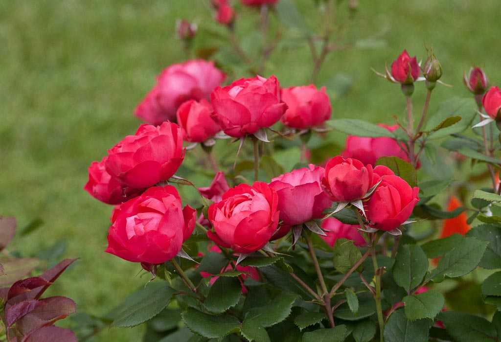 Особенности канадских сортов роз, правила ухода и посадки растений