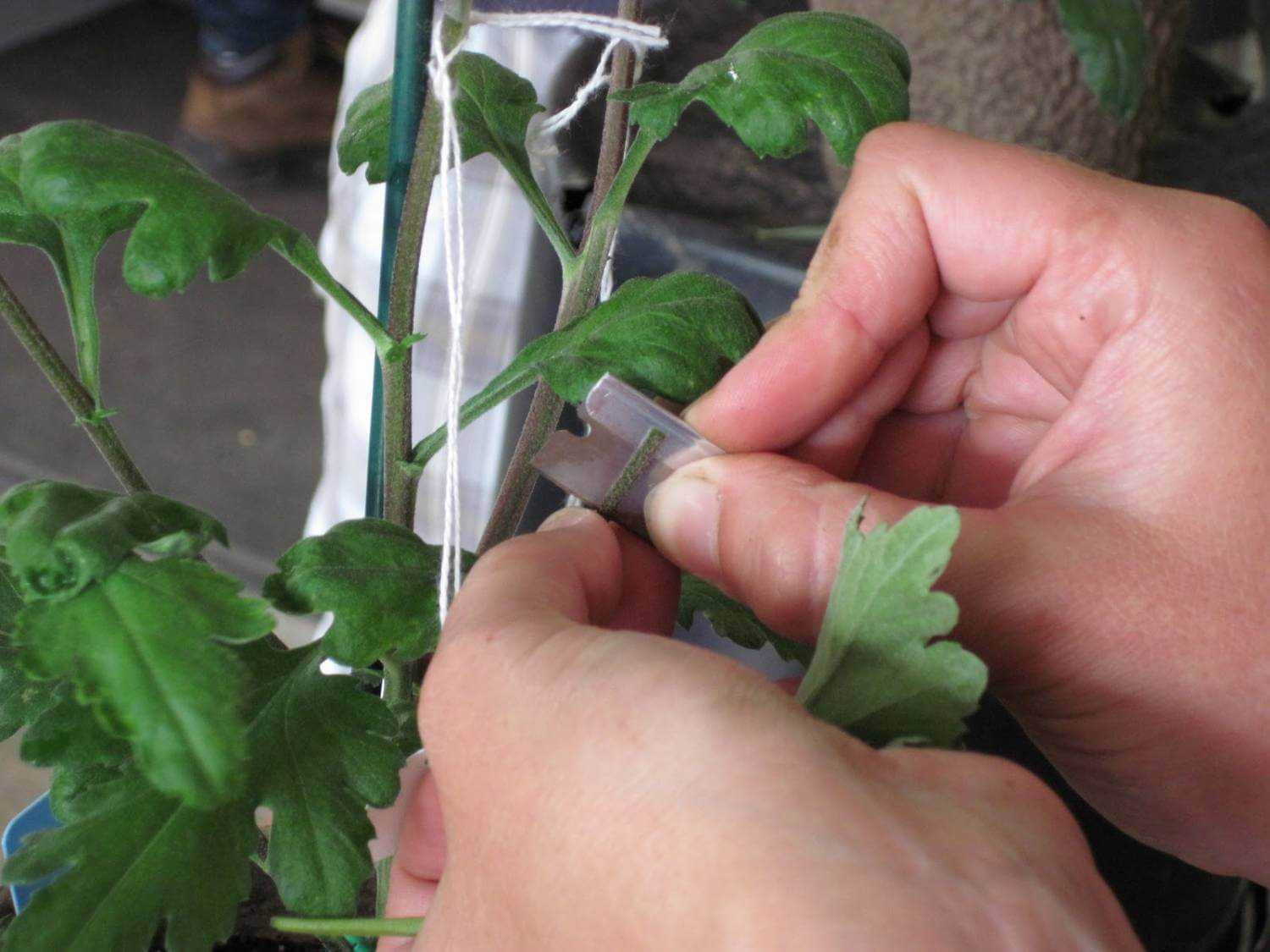 Как размножить хризантему? размножение и укоренение хризантемы в домашних условиях. как ее рассадить?
