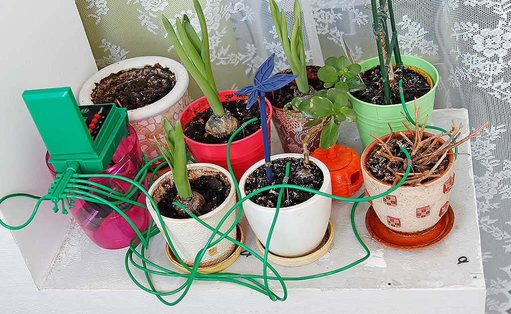 Автополив для комнатных растений своими руками: как сделать автоматический полив домашних цветов
