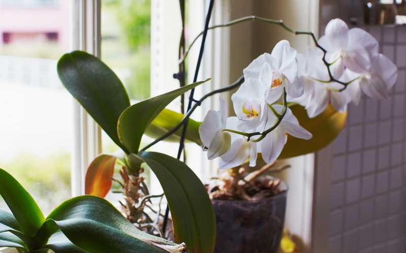Орхидея фаленопсис в домашних условиях: сколько цветет времени, как часто на протяжении года бывает этот период, а также что делать, когда бутонов очень долго нет?