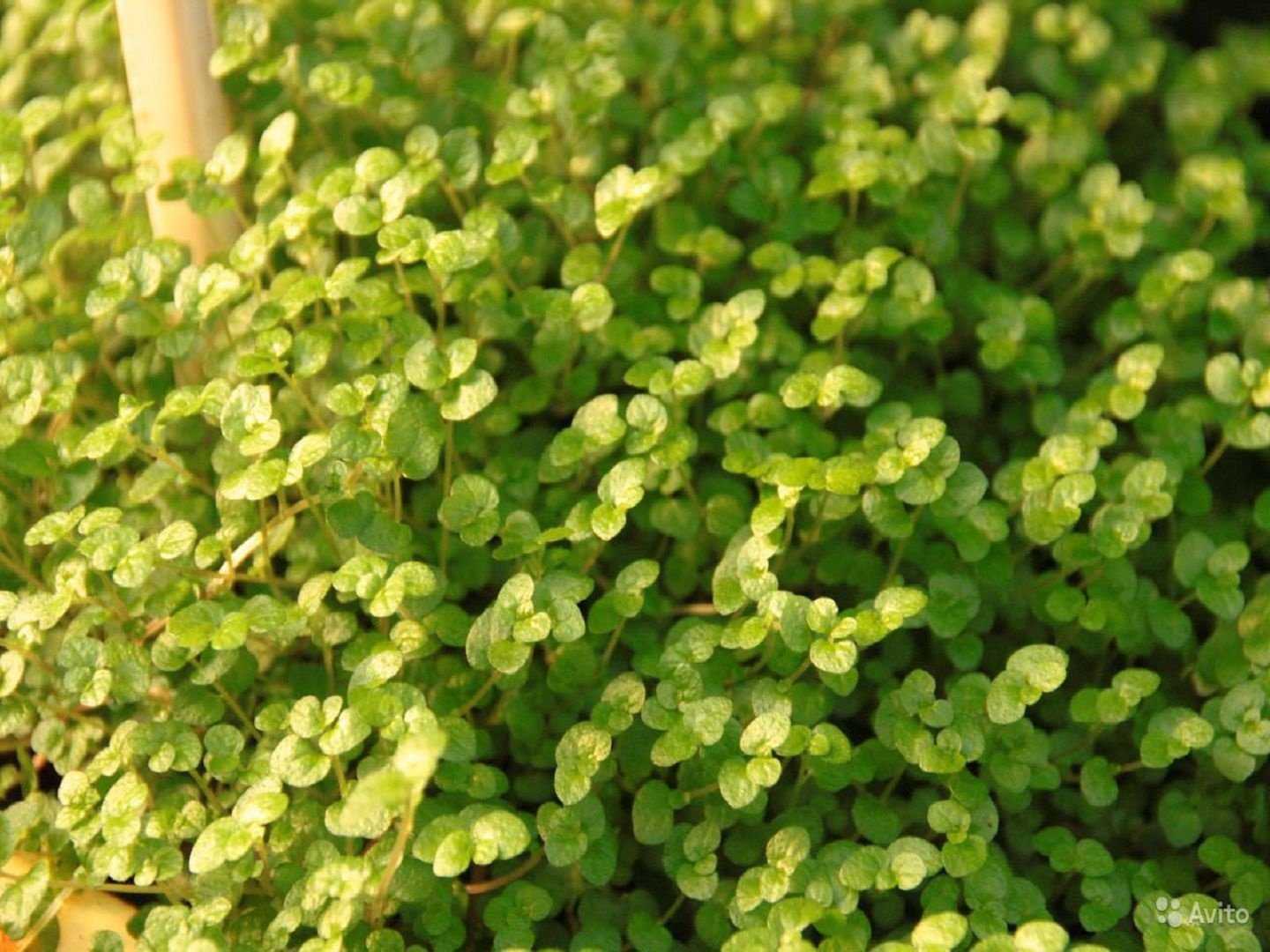 Цветок солейролия: фото гелскины и уход за растением при выращивании в домашних условиях