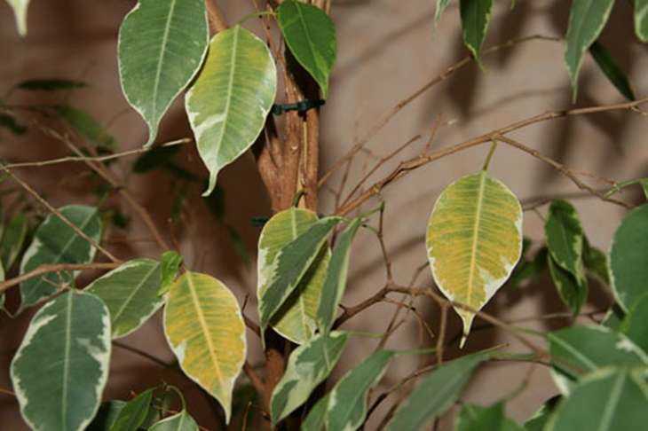 Причины и лечение опадания листьев у фикуса бенджамина
