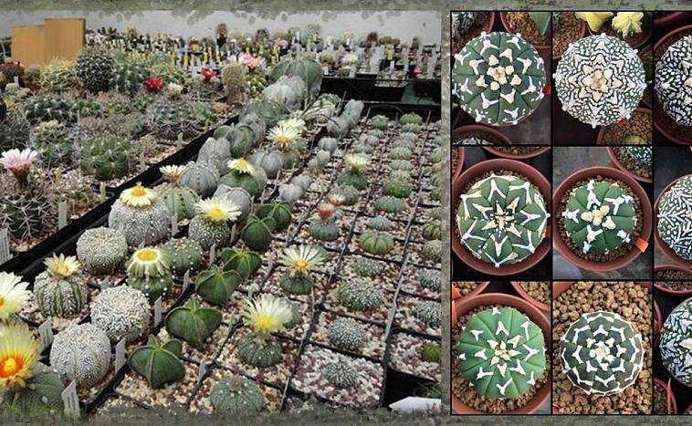 Виды кактусов - более 20 видов с фото и описаниями!
