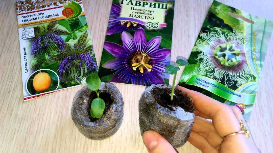 10 лучших быстрорастущих комнатных растений. список с фото — ботаничка.ru
