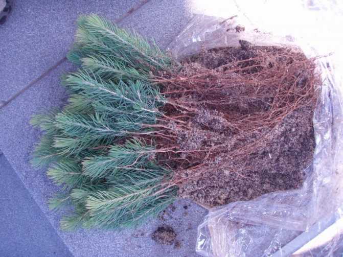 Можно ли выращивать живую елку в доме. как вырастить ёлку из семян