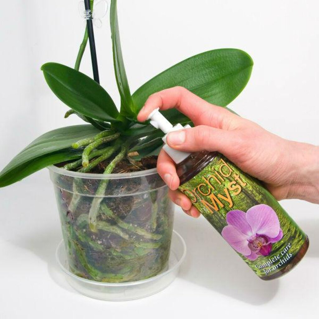 Полив орхидей: можно ли часто и как правильно это делать, сколько раз добавлять воду в разное время года и какая она нужна, а также фото цветка