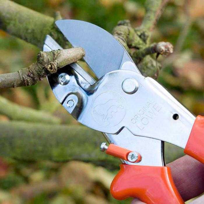 Как выбрать секатор для обрезки деревьев: ищем лучшие садовые ножницы