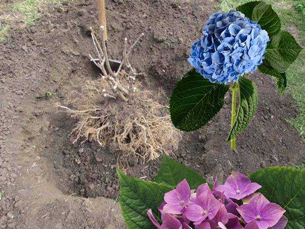 Как посадить гортензию в открытый грунт для пышного цветения в саду