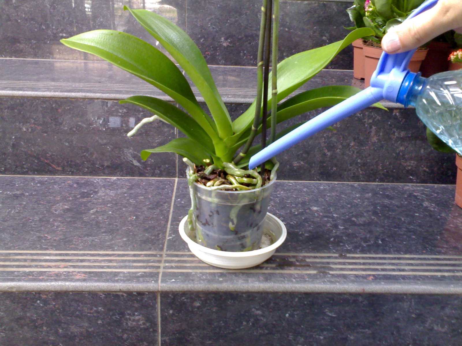 Как поливать орхидею во время цветения