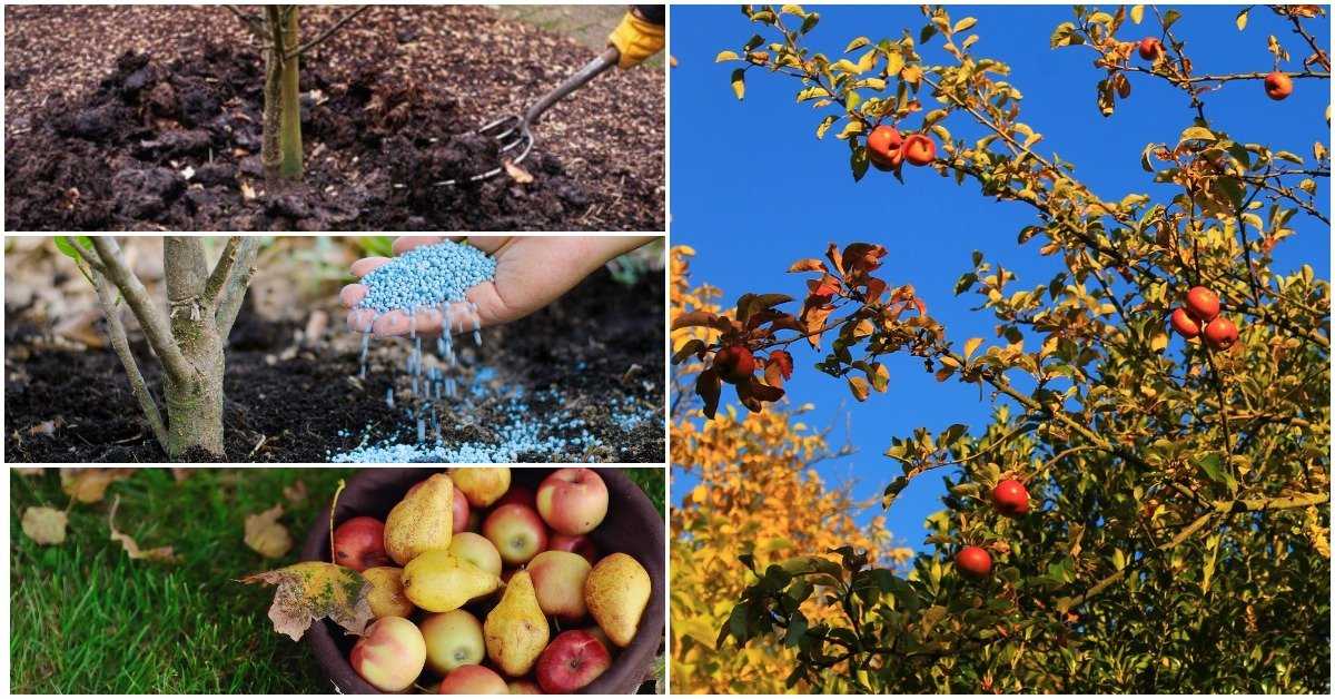 Осенние удобрения – чем подкормить сад, огород и цветник в конце сезона