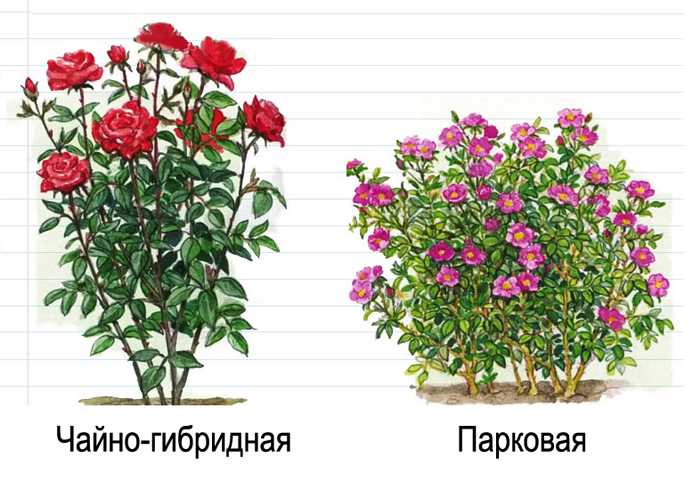 Роза чайно-гибридная. уход, выращивание. сорта. цветок. фото. — ботаничка.ru