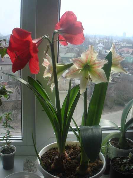 Что делать, если амариллис не цветет: советы как заставить цвести, правильный уход после цветения