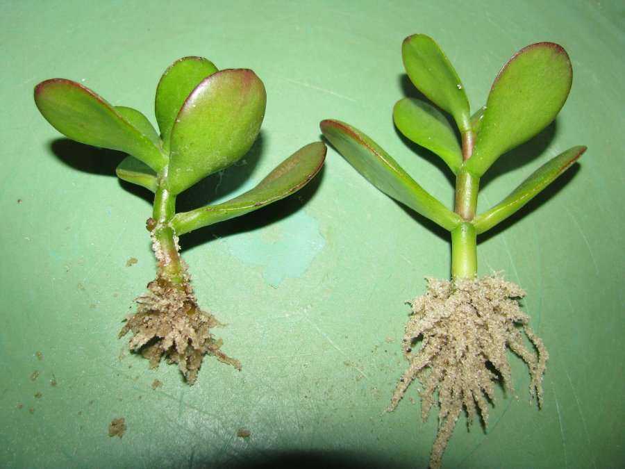 Как вырастить денежное дерево из листочка: как посадить черенок толстянки в землю и укоренить в воде, и нюансы размножения и содержания крассулы в домашних условиях