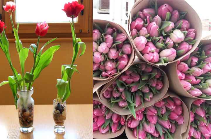 Как дальше сохранить тюльпаны