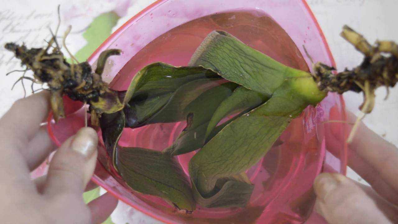 Реанимация орхидеи без листьев: как спасти орхидею, если у нее сгнили корни: советы, инструкция
