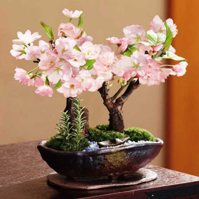 Бонсай из сакуры: как вырастить из семян японской сакуры бонсай в домашних условиях? в какой грунт лучше садить дерево? как правильно ухаживать?