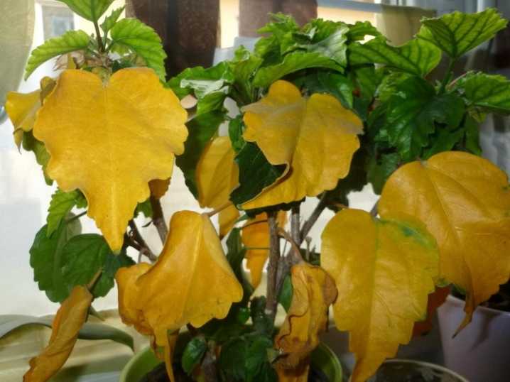 Почему желтеют листья у комнатных цветов — что делать
