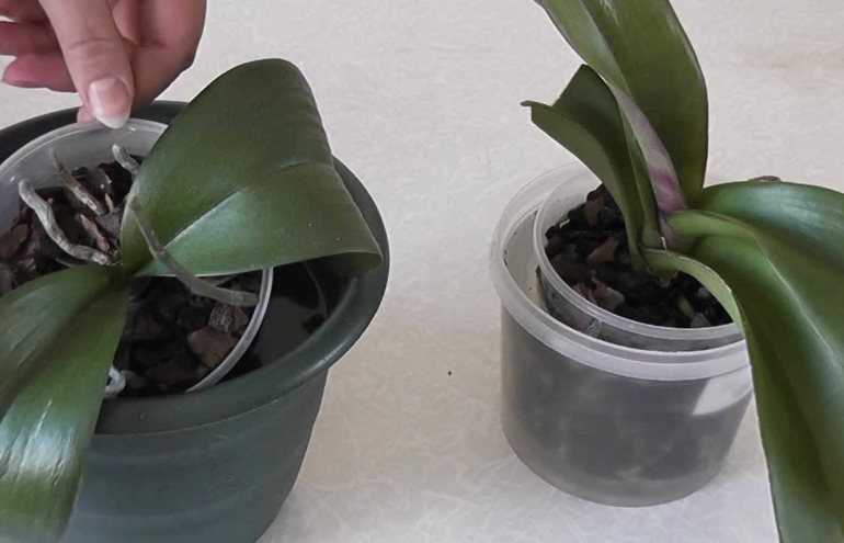 Как поливать орхидею в горшке в домашних условиях, в том числе в стеклянном и с автополивом для начинающих, и что правильно сделать с конденсатом?