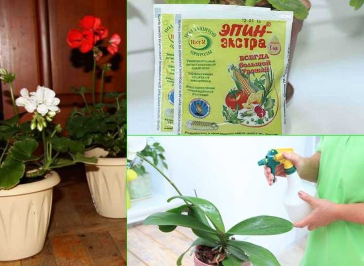 «эпин-экстра» для комнатных растений: инструкция по применению. как разводить и применять для опрыскивания цветов?