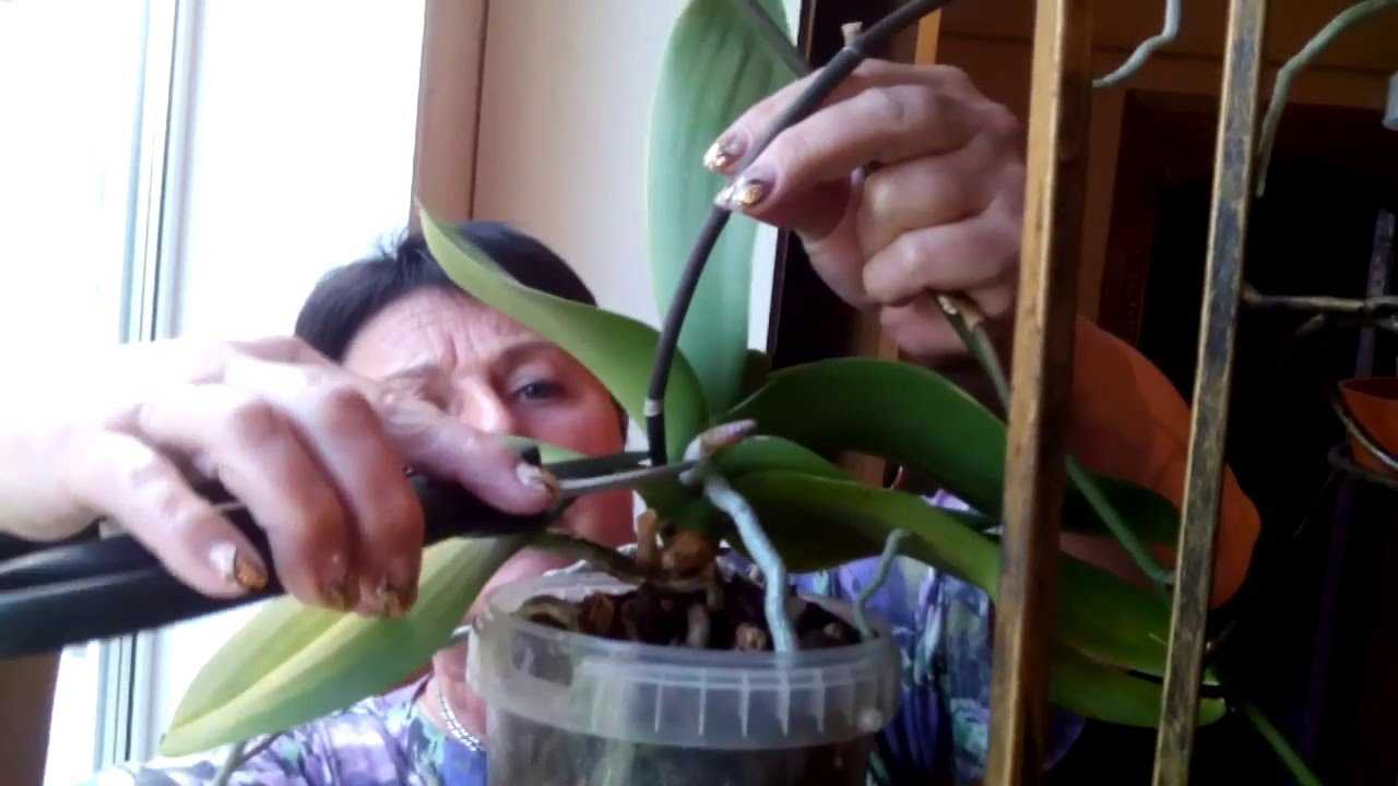 Размножение орхидеи фаленопсис в домашних условиях (31 фото): как размножать черенками пошагово? как отделить детку от цветоноса? посадка и уход