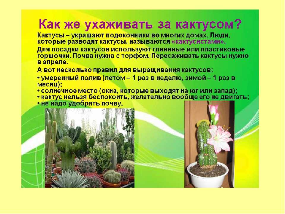 Кактусы - домашние виды с описанием и фото