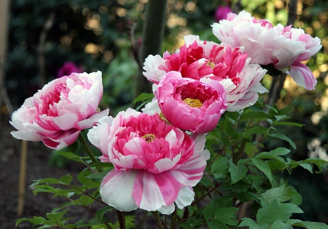 Чем подкормить пионы во время цветения, а также до него и после | в цветнике (огород.ru)