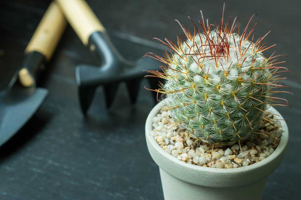Как правильно посадить кактус без корней в горшок
