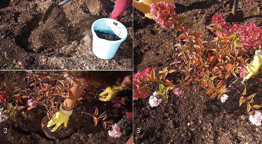 Посадка и уход за гортензией (38 фото): как ухаживать за гортензией в открытом грунте в саду? как правильно посадить и выращивать ее в домашних условиях?