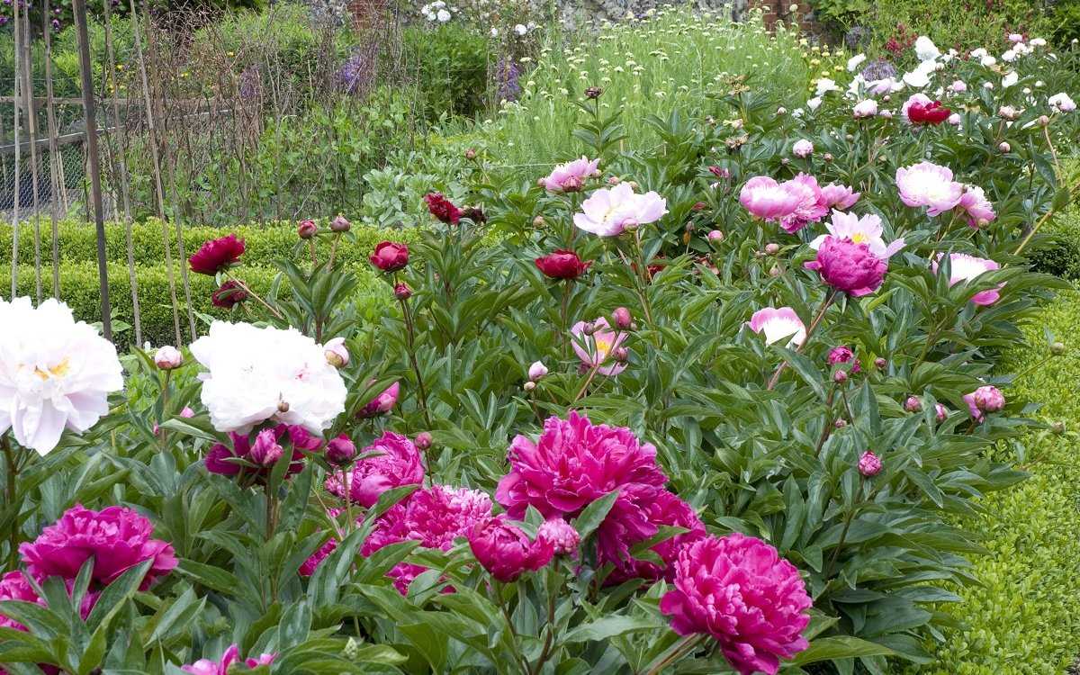 Как ухаживать за пионами весной, чтобы добиться их пышного цветения | в цветнике (огород.ru)