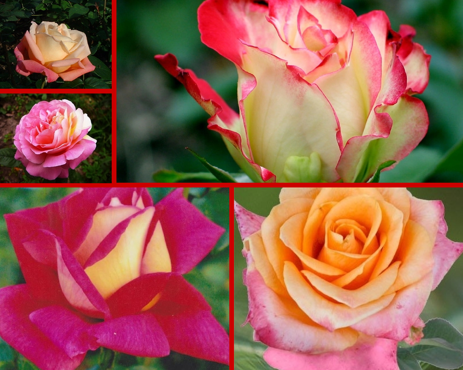 Розы-шрабы: что это такое и как их вырастить?