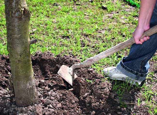 Ваш первый сад: чем, как и когда подкормить плодовые деревья весной | в саду (огород.ru)