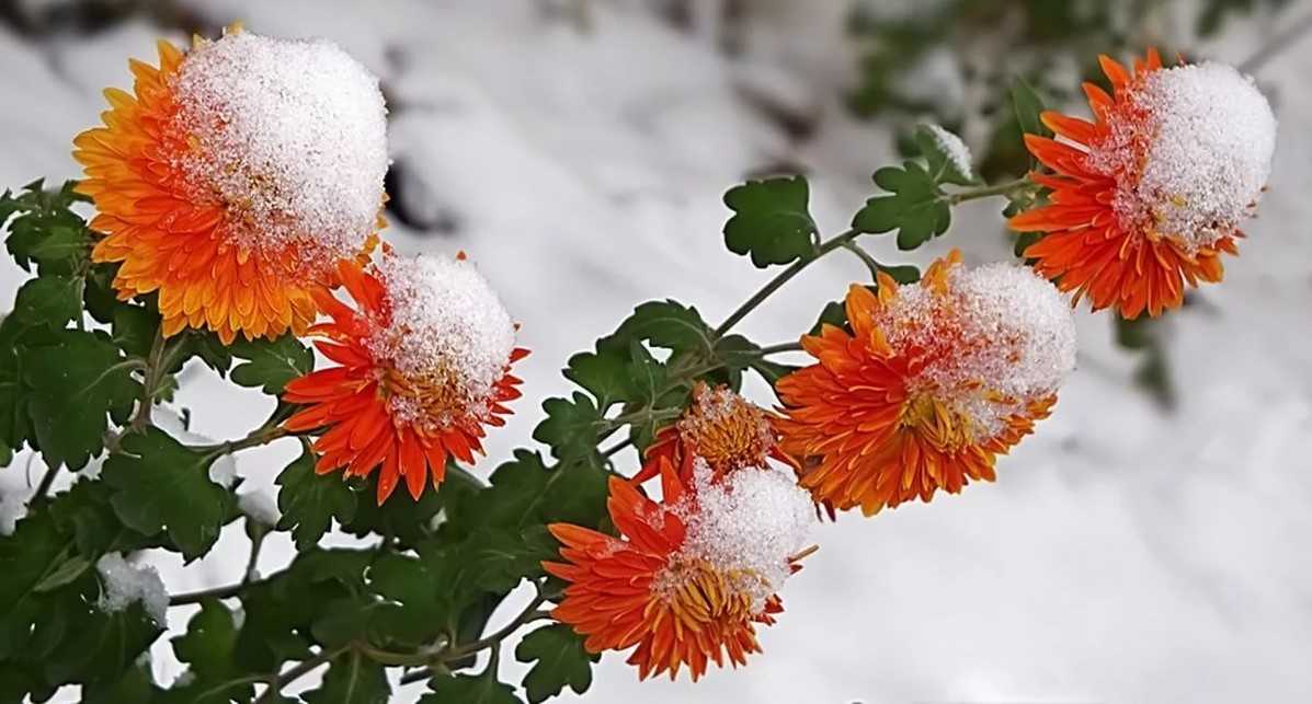 Как сохранить хризантемы зимой в горшках