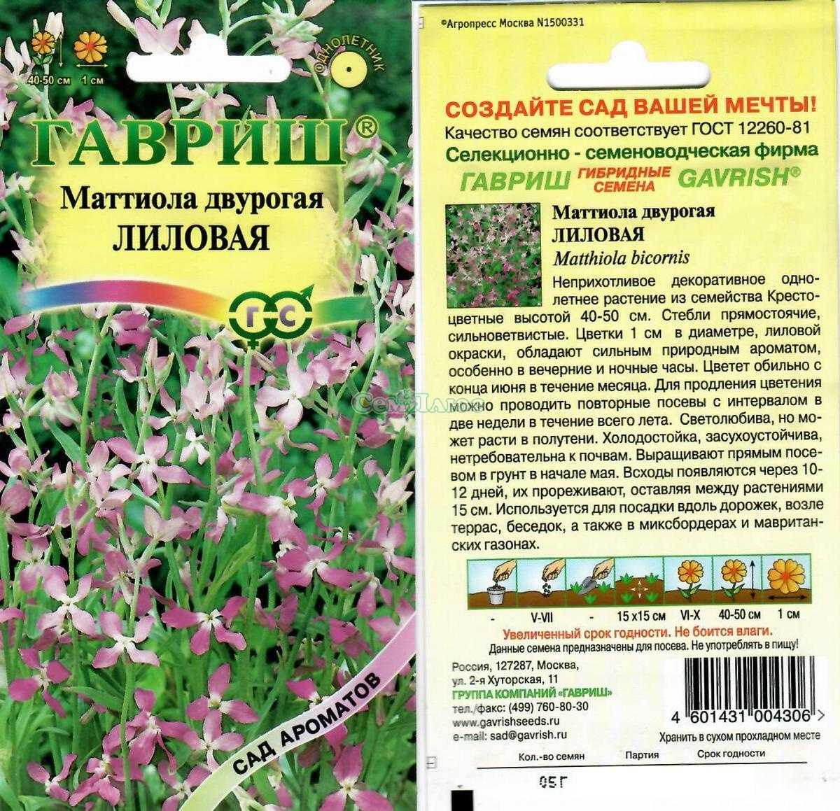 Левкой (маттиола двурогая): выращивание из семян, когда сажать в домашних условиях
