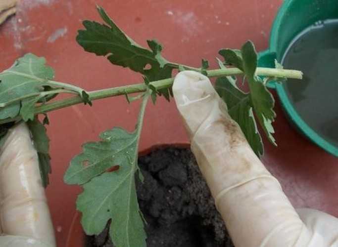 Размножение хризантем черенками из букета: как вырастить из срезанного цветка