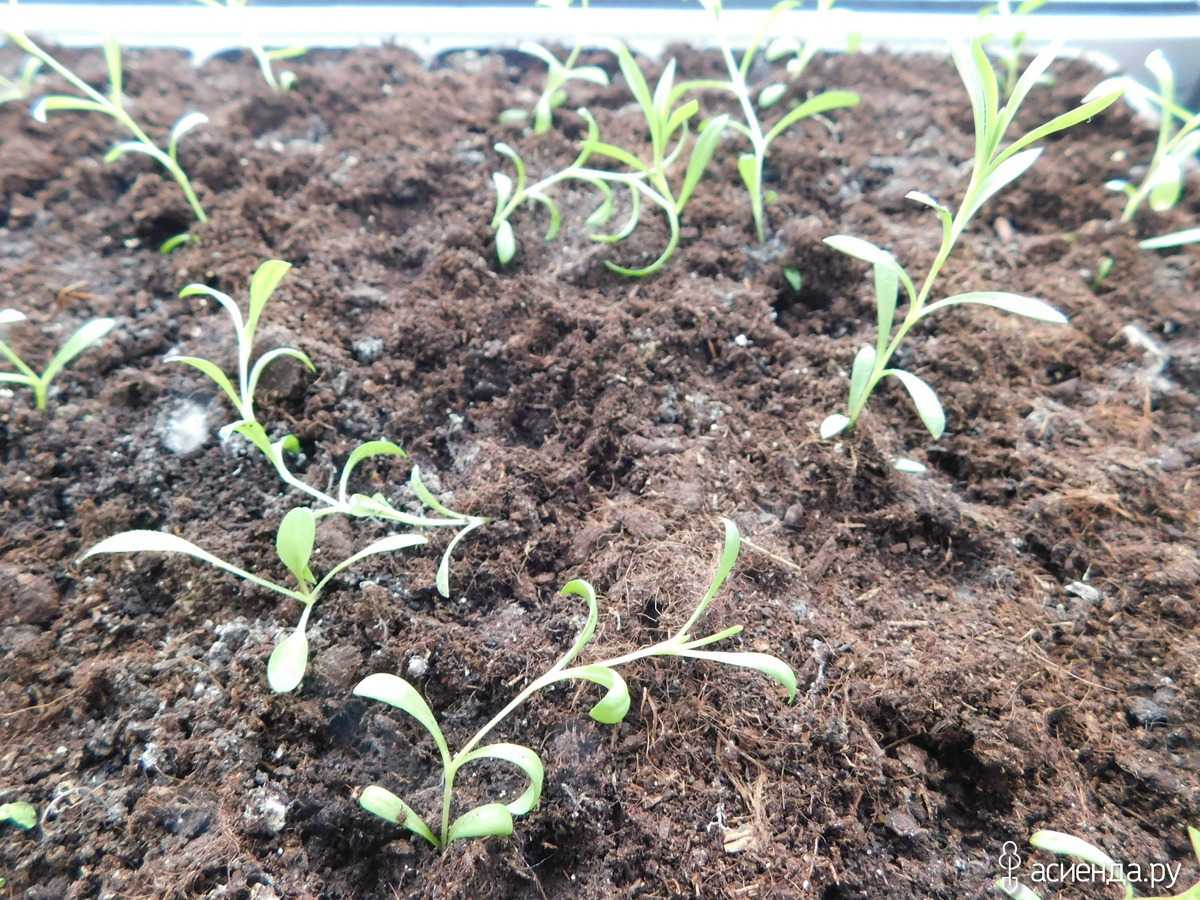 Гвоздика китайская махровая выращивание из семян - пошаговые рекомендации