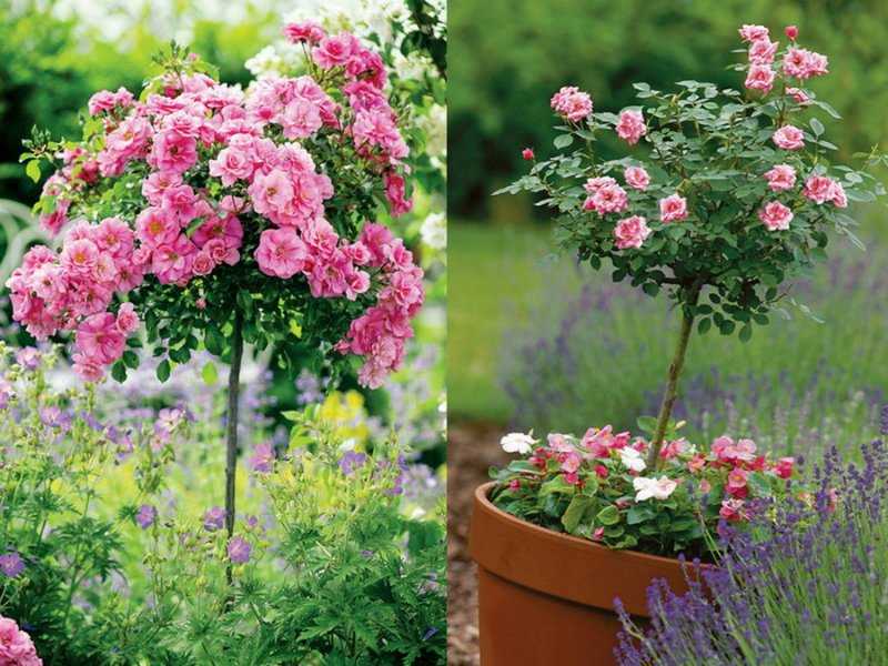 Розы на штамбе: как выбрать, куда посадить, как ухаживать - огород, сад, балкон - медиаплатформа миртесен