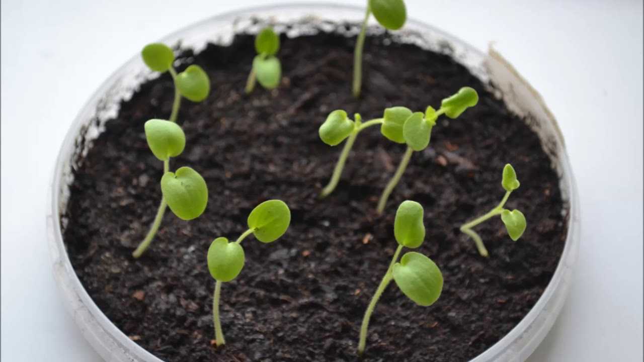Как посадить и вырастить герань из семян?