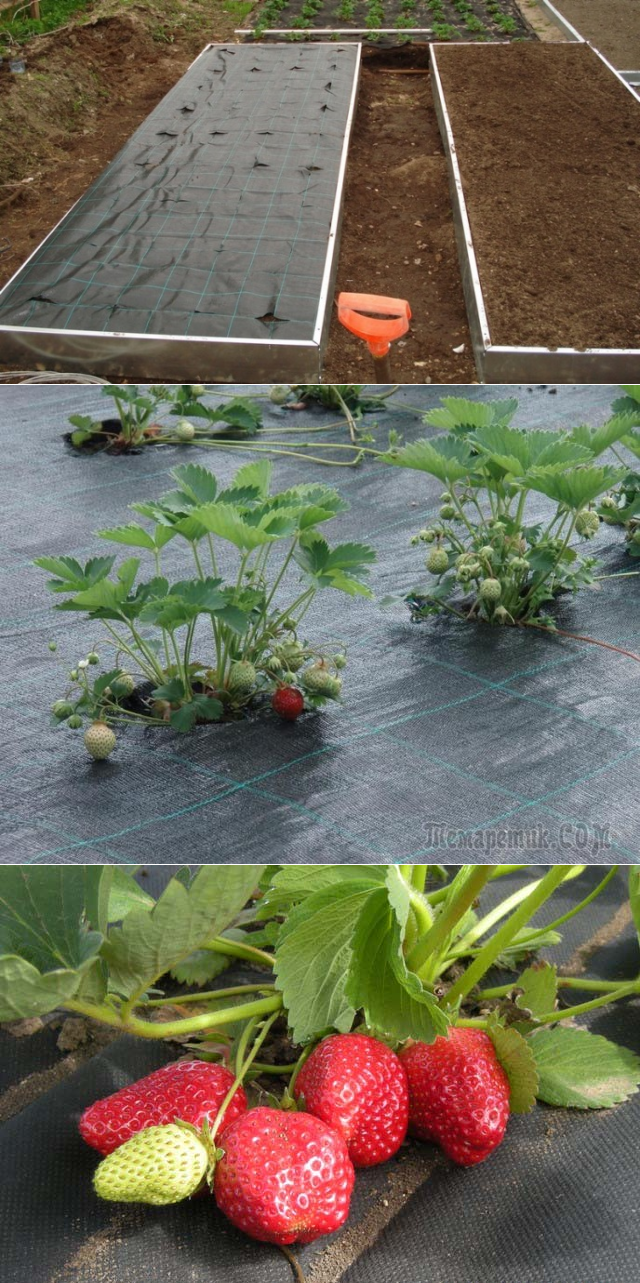 Укрывной материал для грядок и растений, как использовать ткань для укрытия огорода