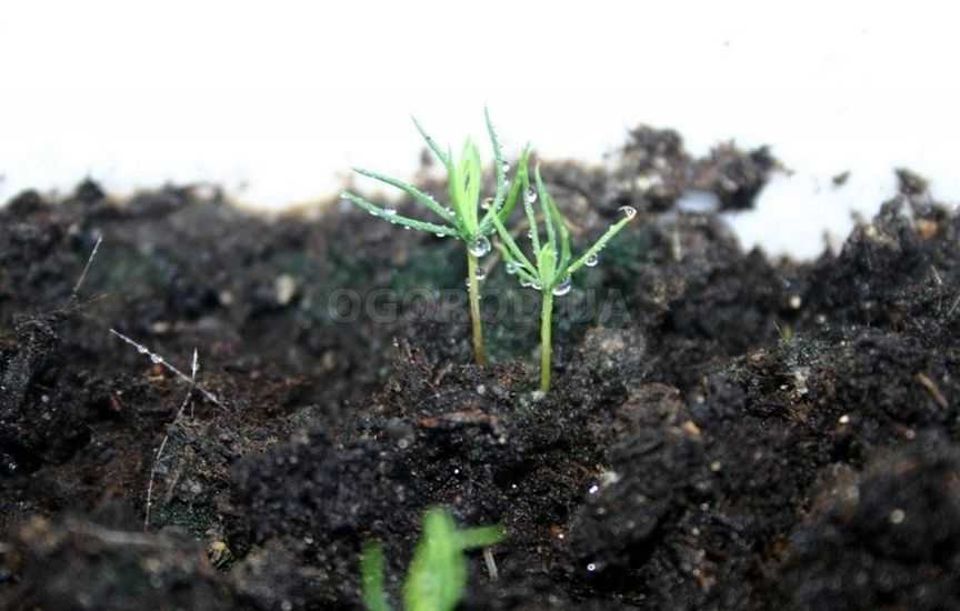 Как правильно вырастить саженец ели: размножение семенами и ветками, высадка на даче в грунт