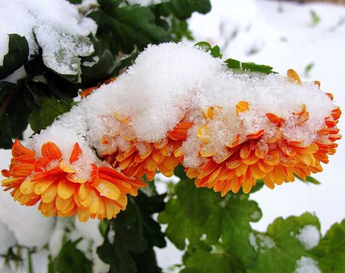 Как реанимировать хризантемы после зимы. шаровидные хризантемы, как сохранить зимой прекрасный цветок? утепление при хранении хризантем в открытом грунте