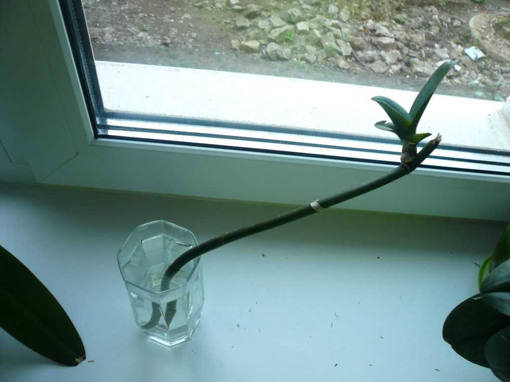 Как размножить орхидею в домашних условиях черенками, детами, с помощью цветоноса фото