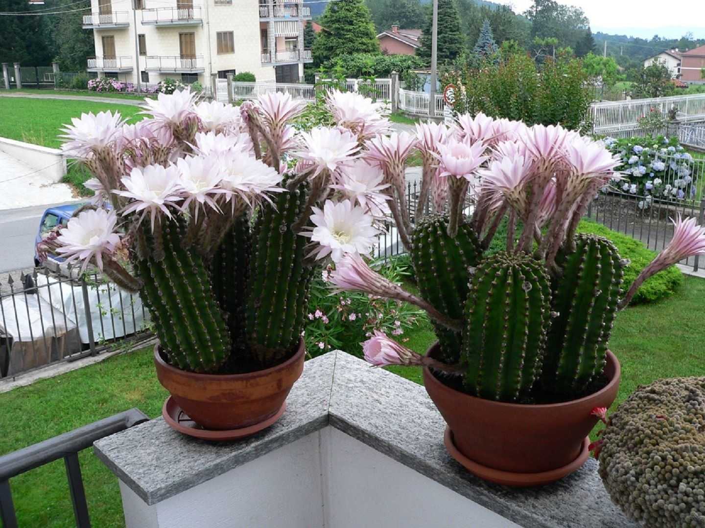 Эхинопсис - фото кактуса, уход в домашних условиях, цветение, размножение, полив, болезни