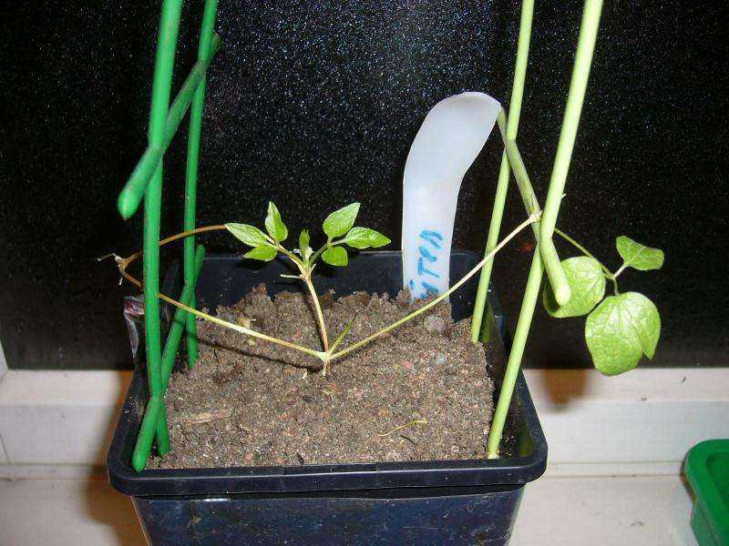 Выращивание клематисов на домашнем участке. особенности размножения растения черенками