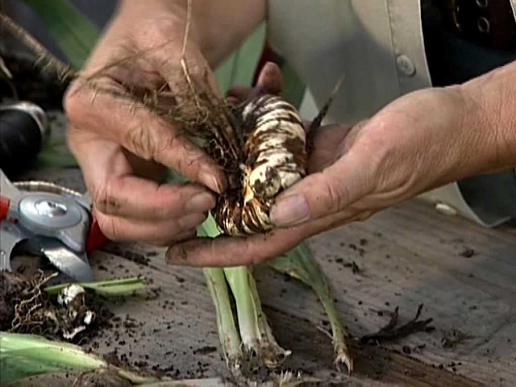 Выкапываем и храним луковицы гладиолуса правильно
